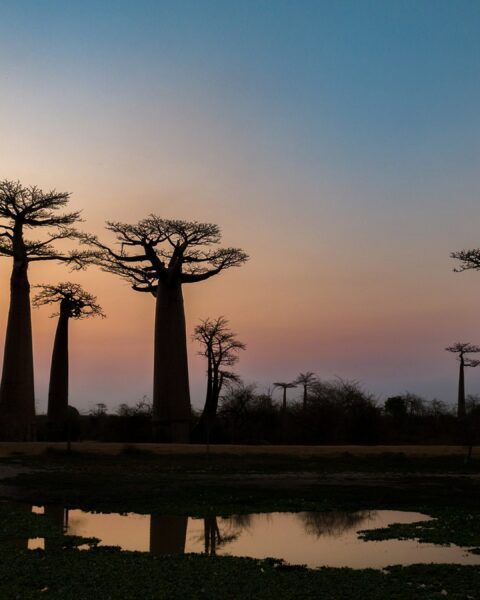 Baobab-vallei