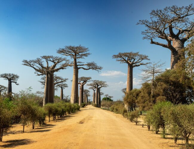 El descubrimiento de la Avenida Baobab