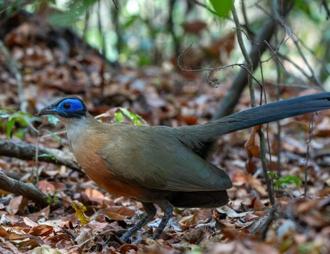 Observation des oiseaux