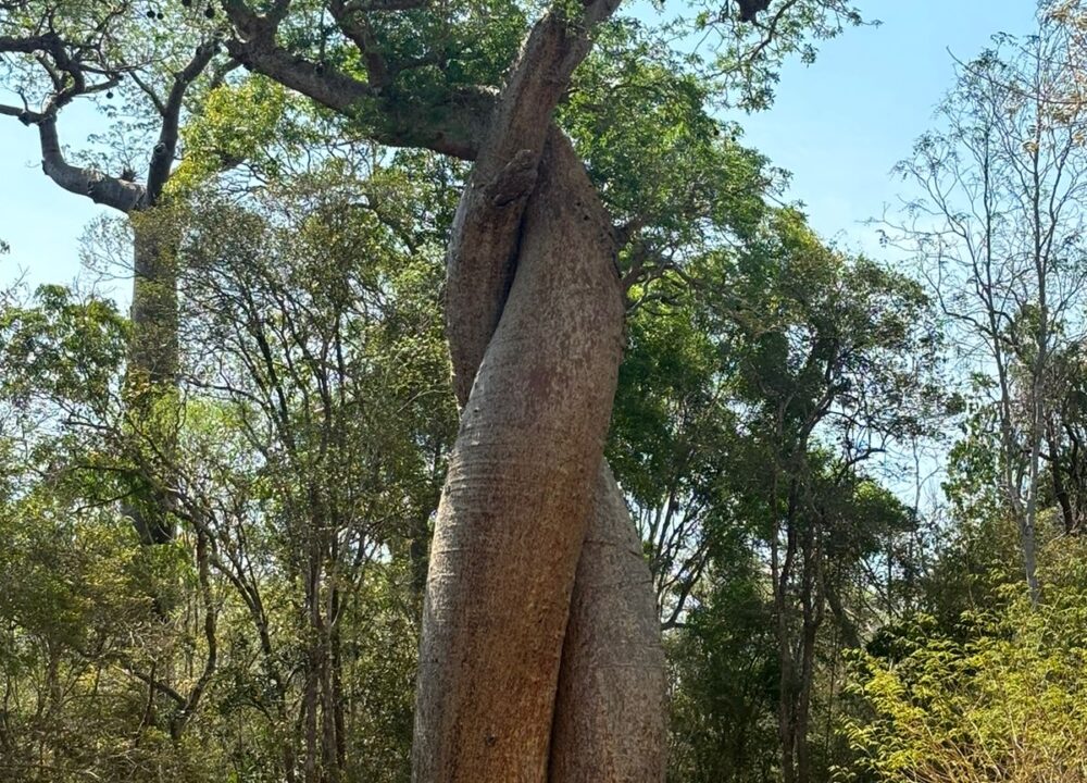 BAOBAB AVENUE