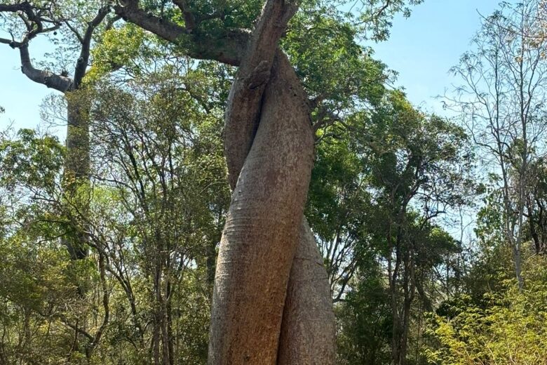 BAOBAB AVENUE