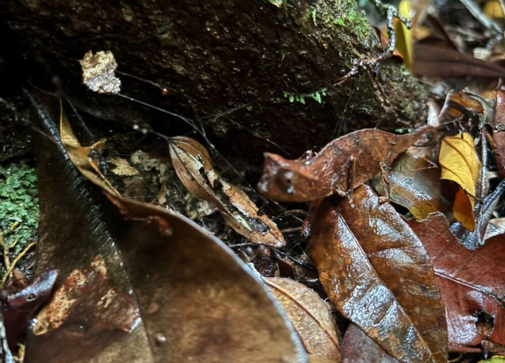 BROOKESIA