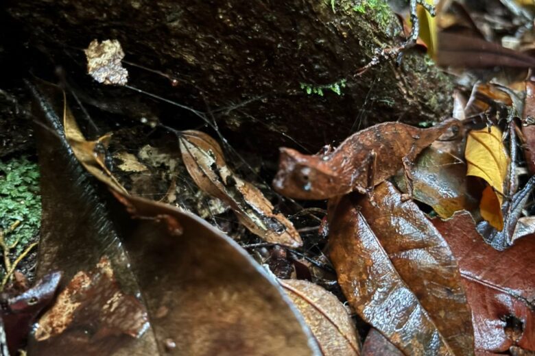 BROOKESIA