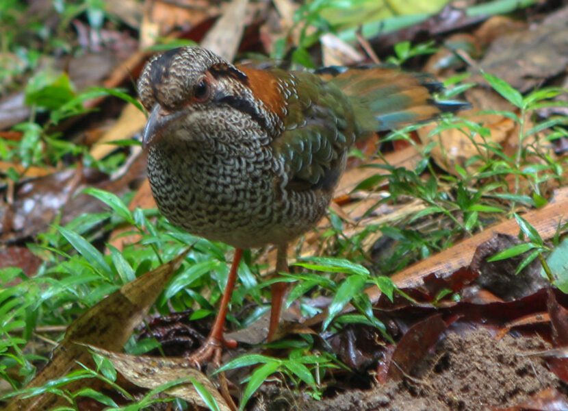 Ranomafana National Park: A Rainforest Wonderland Of Lemurs And Thermal 