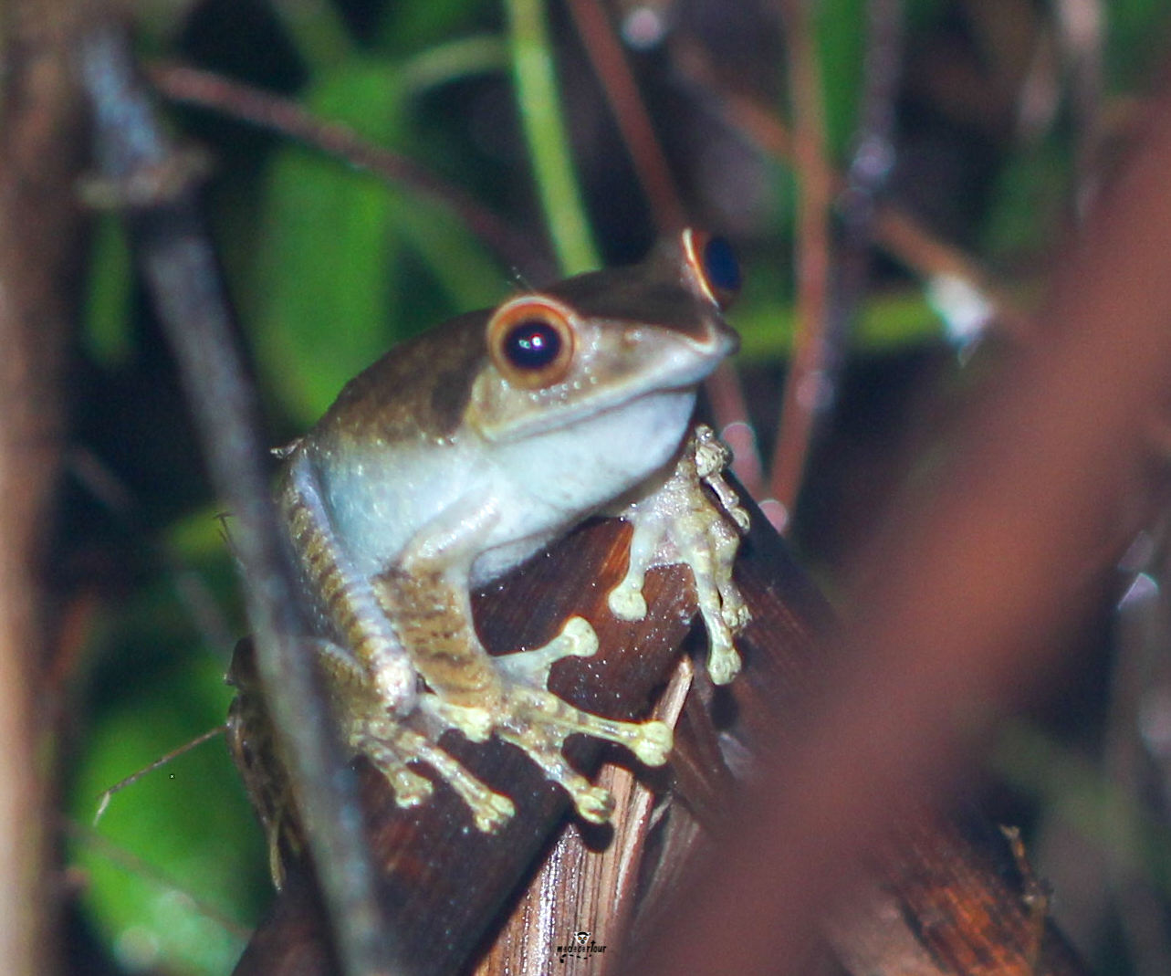 Ranomafana National Park: A Rainforest Wonderland Of Lemurs And Thermal 